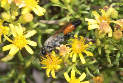 Réf. 296 222 : Sphex funerarius